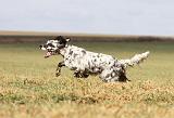 SETTER ANGLAIS 193